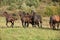 Batch of kabardin horses running in autumn