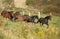 Batch of kabardin horses running in autumn