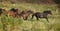 Batch of kabardin horses running in autumn