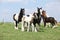 Batch of mares with foals on pasturage