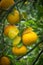 Batch of oranges on tree in the garden.