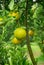 Batch of oranges on tree in the garden.