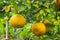 Batch of oranges on tree in the garden.