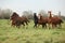 Batch of welsh ponnies running