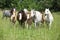 Batch of welsh ponnies running together on pasturage