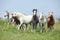 Batch of welsh ponnies running together on pasturage