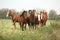 Batch of young ponnies on autumn pasturage