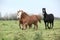 Batch of young welsh ponnies running