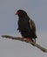 Bateleur