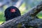Bateleur bird of pray close-up