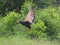 Bateleur Eagle