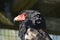 Bateleur eagle