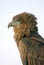 Bateleur Eagle