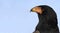 Bateleur eagle