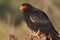 Bateleur Eagle (Africa) (Generative AI)