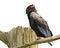 Bateleur Eagle with black, shiny feathers on the head, chest, and neck, red beak. Isolated