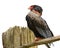 Bateleur Eagle with black, shiny feathers on the head, chest, and neck, red beak. Portrait. Isolated