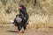 Bateleur Eagle in Kruger National park, South Africa