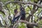 Bateleur Eagle in Kruger National park, South Africa