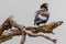 Bateleur eagle in kruger park