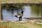 Bateleur Eagle in the Okovango Delta