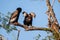 Bateleur eagle pair perched on a tree in the Kruger National Park