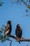 Bateleur eagle pair perched on a tree in the Kruger National Park