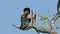 Bateleur eagle perched on a branch