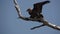 Bateleur eagle starts flying in slow-mo, Terathopius ecaudatus,