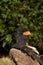 Bateleur Eagle Terathopius ecaudata