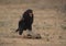 Bateleur Eagle, Terathopius ecaudatus