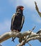 Bateleur eagle (Terathopius ecaudatus)