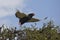 Bateleur Eagle, terathopius ecaudatus, Adult in Flight, Taking off, Masai Mara Park in Kenya