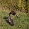 BATELEUR EAGLE terathopius ecaudatus, ADULT FLYING