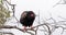 Bateleur Eagle, terathopius ecaudatus, Adult perched on the top of Tree, Masai Mara Park in Kenya,