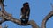 Bateleur Eagle, terathopius ecaudatus, Adult perched on the top of Tree, Tsavo Park in Kenya, Real Time