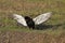 BATELEUR EAGLE terathopius ecaudatus, ADULT TAKING OFF