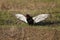 BATELEUR EAGLE terathopius ecaudatus, ADULT TAKING OFF FROM GRASS