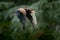 Bateleur Eagle, Terathopius ecaudatus, brown and black bird of prey fly in the nature habitat, Kenya, Africa. Wildlife scene form