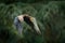 Bateleur Eagle, Terathopius ecaudatus, brown and black bird of prey fly in the nature habitat, Kenya, Africa. Wildlife scene form