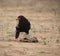 Bateleur Eagle, Terathopius ecaudatus, looking left, having cracked open the tortoise shell