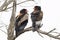 Bateleur Eagle Terathopius ecaudatus pair