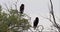 Bateleur Eagle, terathopius ecaudatus, Pair perched on the top of Tree, Masai Mara Park in Kenya,