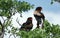 Bateleur Eagle, terathopius ecaudatus, Pair standing in Tree, Namibia