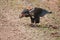 Bateleur eagle, Terathopius ecaudatus, standing on the road, eating sand grouse bird. African eagle with prey, staring directly at