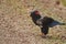 Bateleur eagle, Terathopius ecaudatus, standing on the road, eating sand grouse bird. African eagle with prey, staring directly at