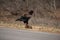 Bateleur Eagle, Terathopius ecaudatus, standing on tortoise with back to camera