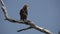 Bateleur eagle turns and blinks eyes in slow-mo, Terathopius ecaudatus,