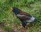 Bateleur Eagle. Zimbabwe Bird