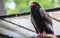 The bateleur Eagle in a Zoo, Berlin